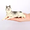 2795 Husky de Sibérie Chien Brun