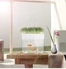 Acquario da tavolo