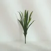 Gladiolus 12 feuilles
