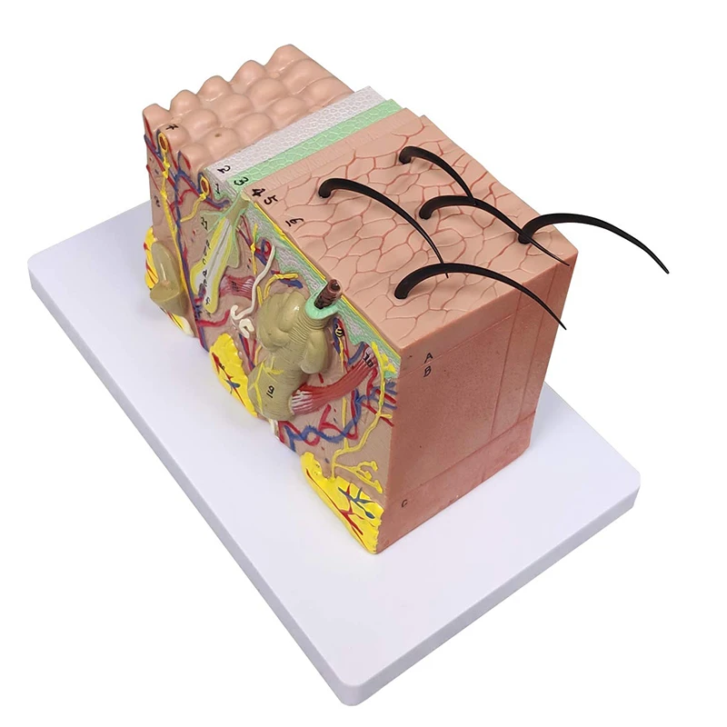 Biology Teaching 35 Times Enlarged Human Anatomy Skin Tissue Structure Model With Hair