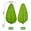 Travelers palm-light color-medium leaves