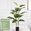 1.2-meter tall, 2-stem Monstera deliciosa, 15 leaves