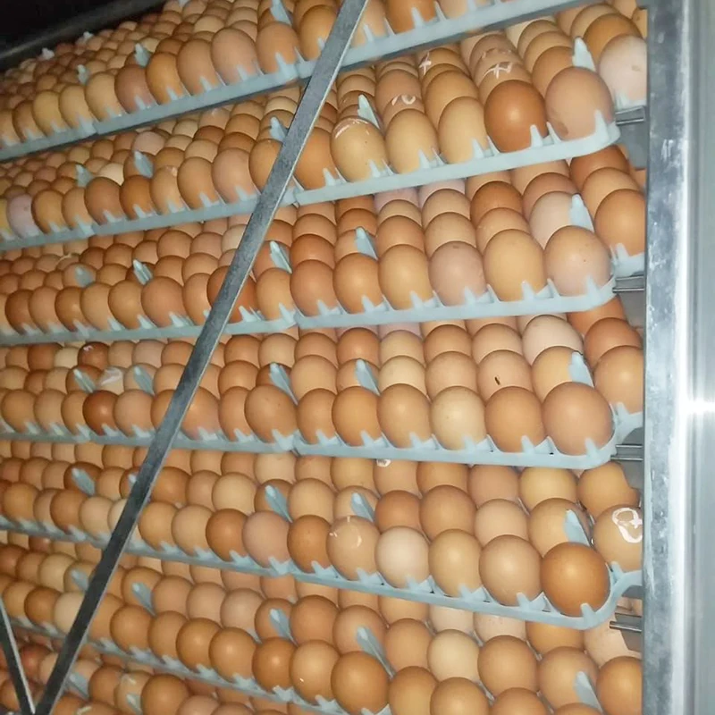 Инкубационное яйцо бройлера из Португалии. Купить яйца для инкубатора курей