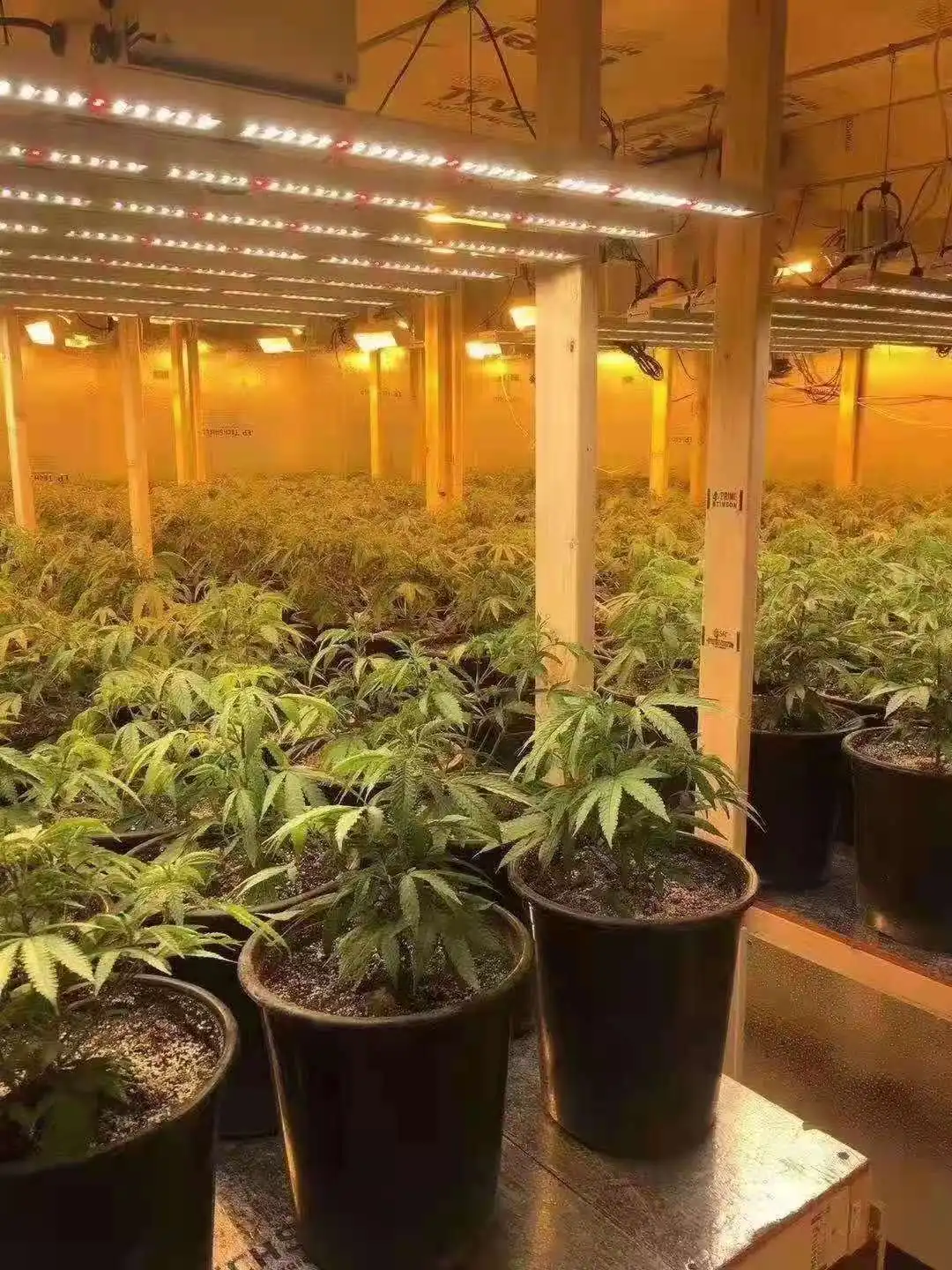 40ft Vertical Farming Shipping Container Grow Room Full Auto