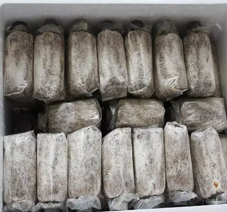 Detan Shiitake Spawn with High Temperature Sterilization Mushroom Farm