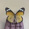 Golden Spot mariposa-spreated
