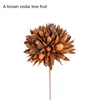 A Brown Toona Sinensis Fruit [Send a Bundle of Flowers, Leaves a