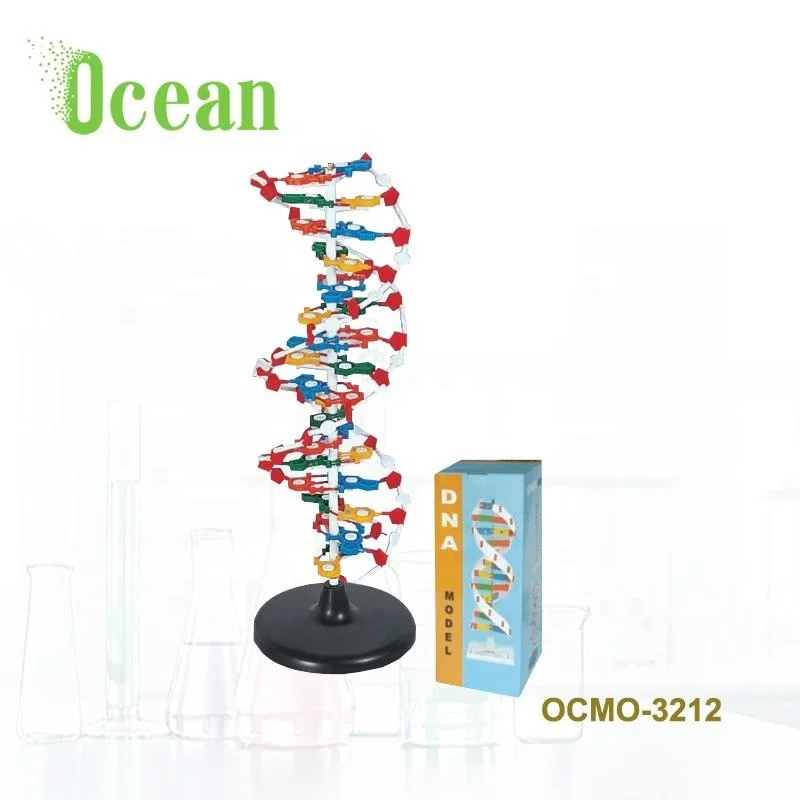Mô phỏng cấu trúc của ADN