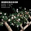 White Augsburg rose vine, 1.75 meters tall