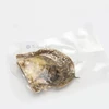 Customized akoya oysters