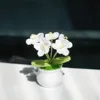 Bonsaï myosotis blanc