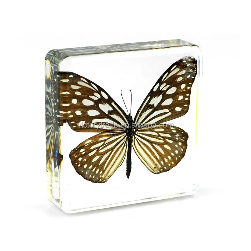 Blue Tiger butterfly.jpg