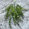 Small-leaf eucalyptus