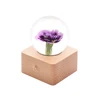 Purple Carnation