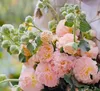 Rosa chiaro a doppio petalo