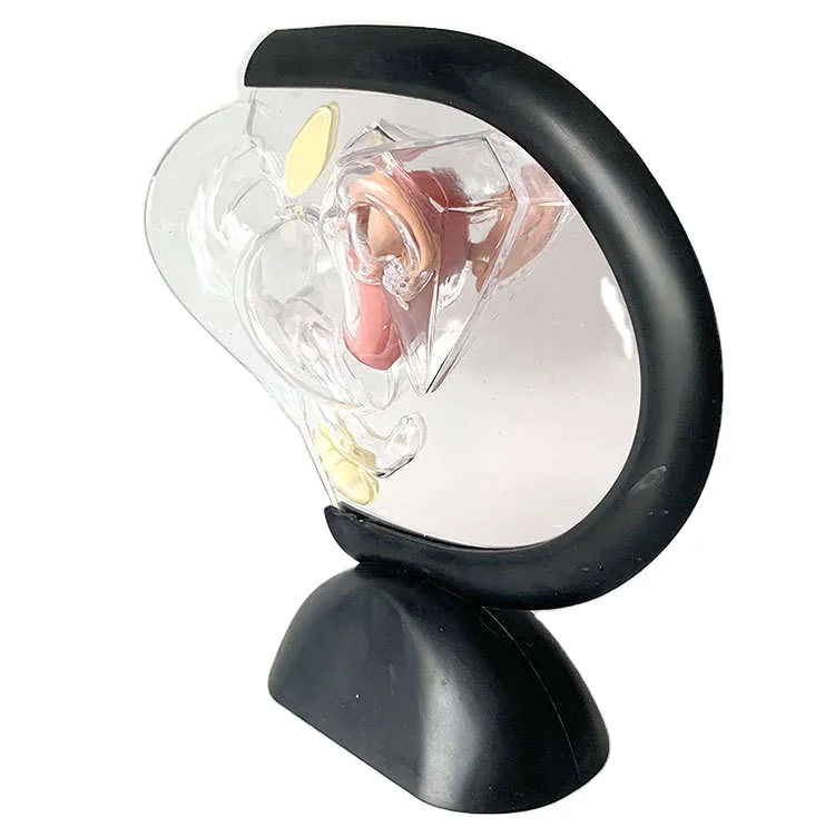 Human Transparent Uterus Anatomical Models Life Size Female Reproductive Teaching Models Human Visible Uterus Learning Models