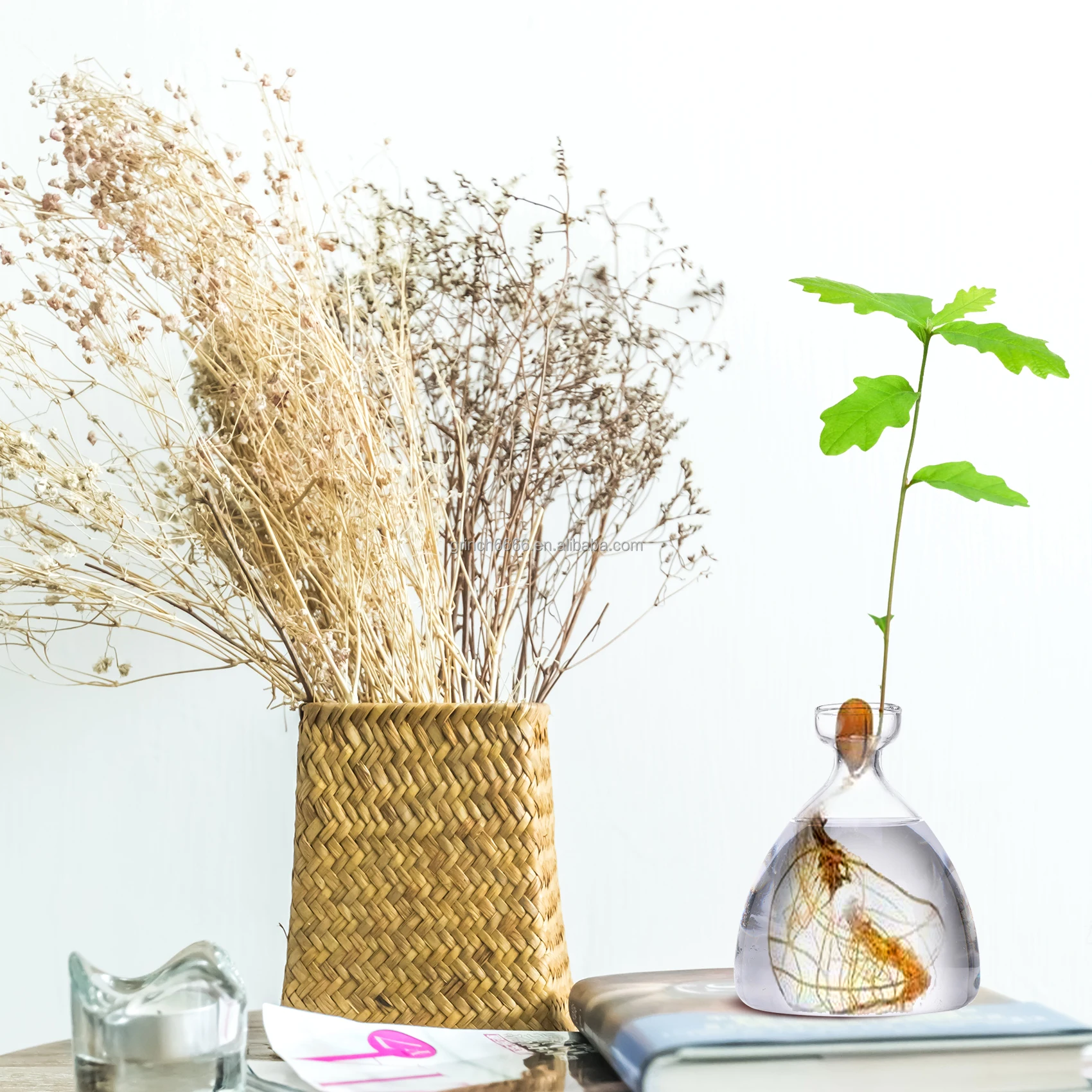 Glazen Avocado Boom Bloem Vaas Transparante Hydrocultuur Plant