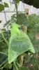 Fruit green