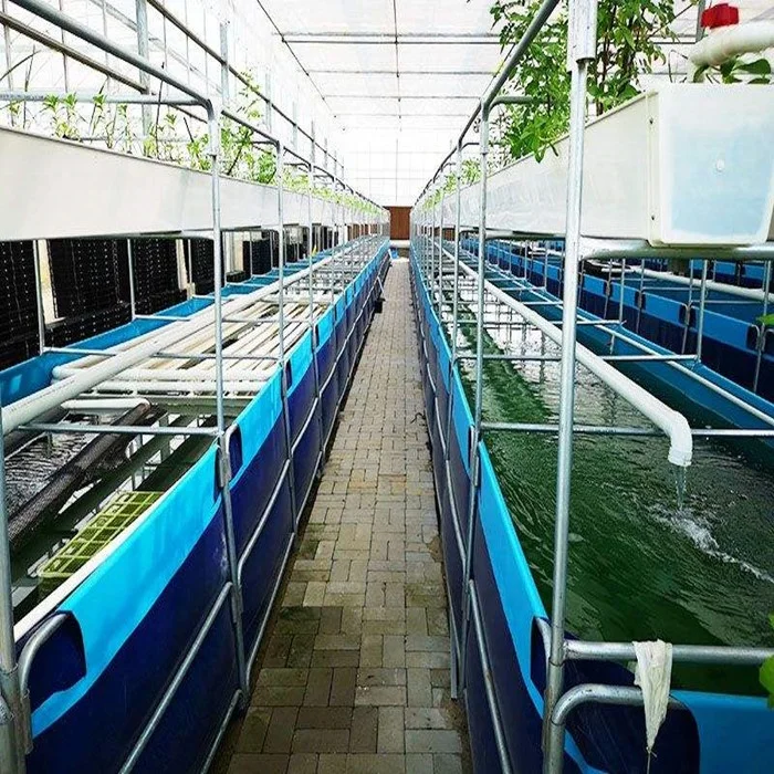 Custom Dimensions Indoor Tilapia Fish Farming Tanks the Largest ponds for  Raising Fish