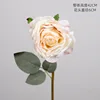 สีชมพูโปร่งแสง - ขอบอบสีโรส