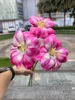 3 teste smiley tulipano profondo in polvere