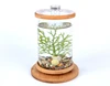 Herbe marine