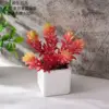 CF02254 Rojo