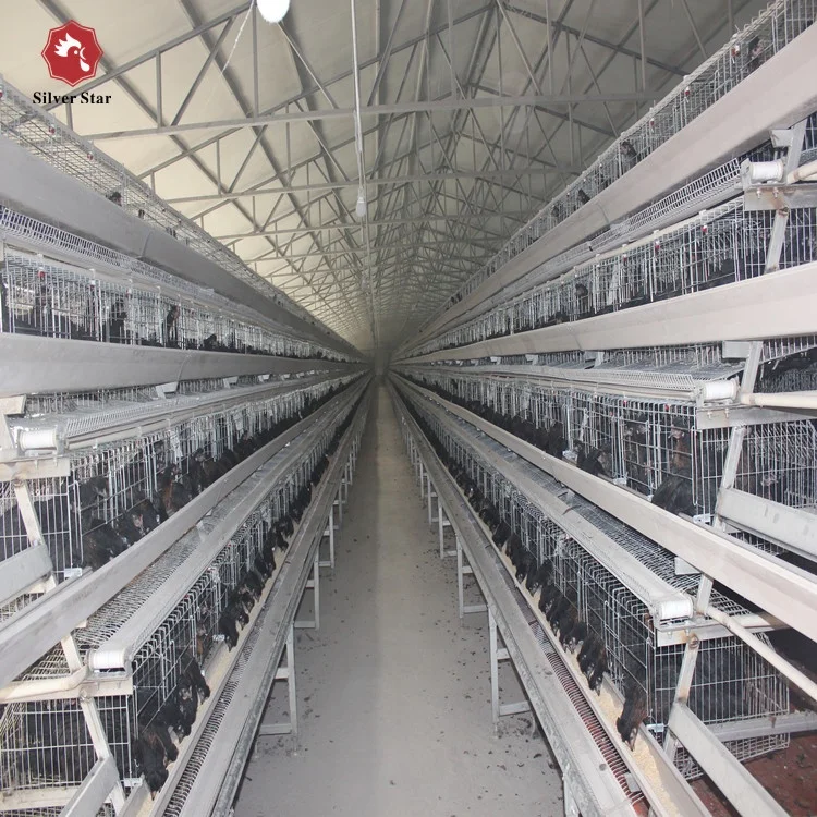 Manufacture Best Price Automatic Egg Collecting Equipment System