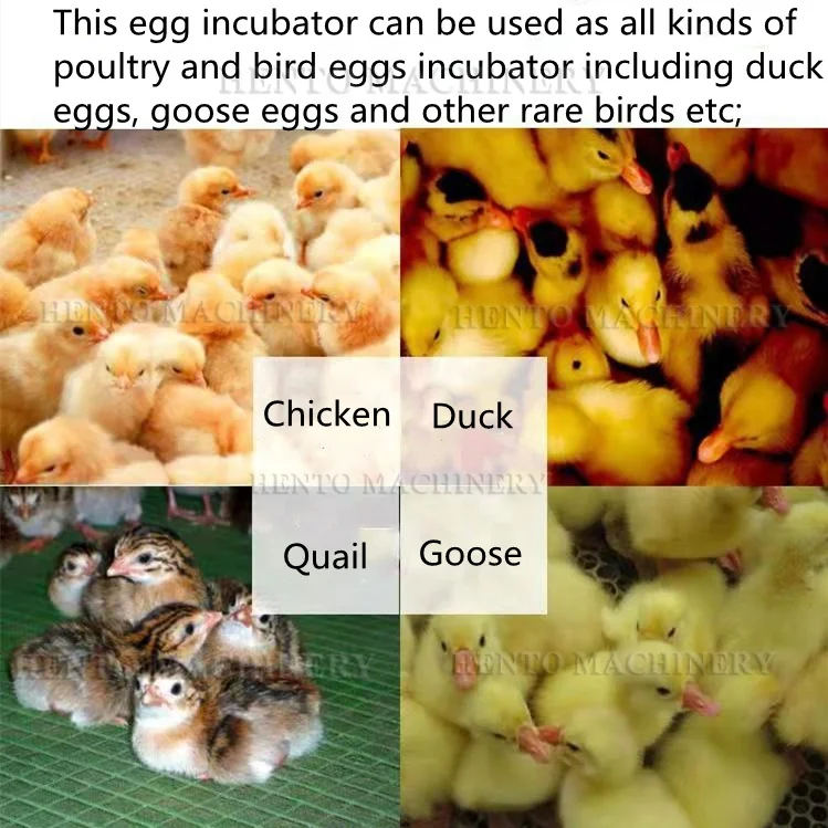 Easy Operation Electric Automatic Egg Incubator Sale / Eggs Incubators for Chicken / Incubator Eggs