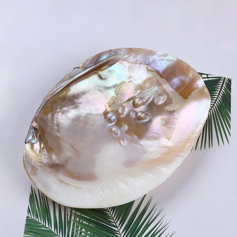 15 厘米天然淡水珍珠牡蛎贝壳贻贝制作工艺品 Buy 15 厘米的淡水珍珠贝壳 牡蛎壳 贻贝壳的diy饰品工艺品product On Alibaba Com