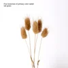 5 Primary Color Tail Grass [Send a Bundle of Flowers, Leaves and