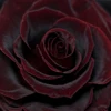 Win Red