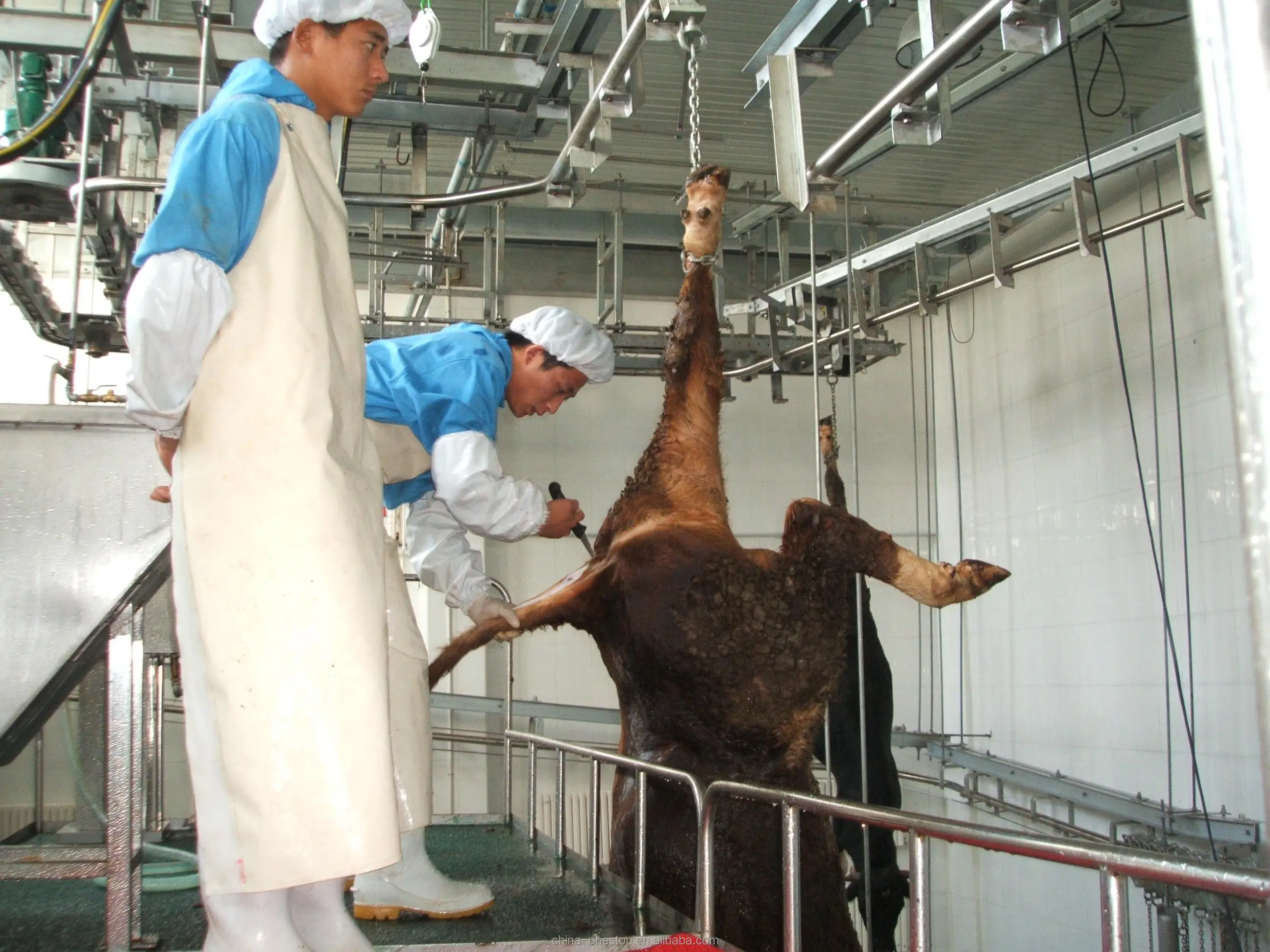 Cow Amazing Killer Box Slaughter Box for Cow Cow and Halal Ceremony
