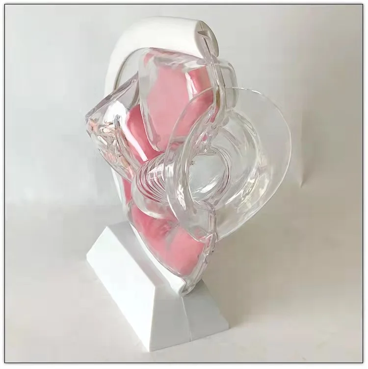 Модель женской репродуктивной системы, прозрачная модель матки, демонстрация менструального Кубка