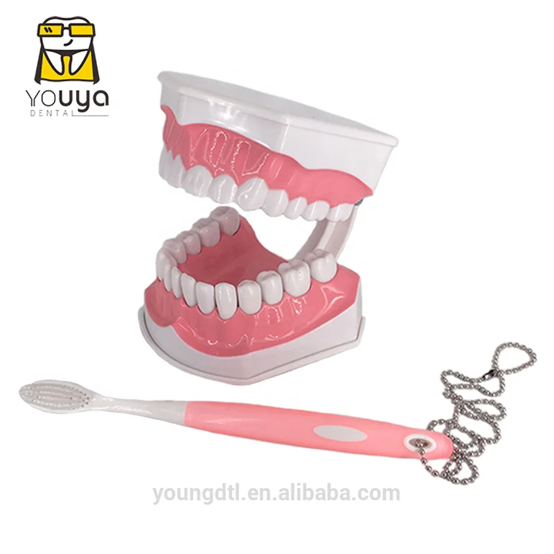 Пластиковая съемная модель анатомии зубов, демонстрационная модель для стоматологического исследования с зубной щеткой