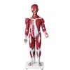 QH 3324-7 Human Muscle Model, 30 Parts (85 cm tall)