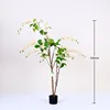 Golden weeping jasmine bonsai, 150cm