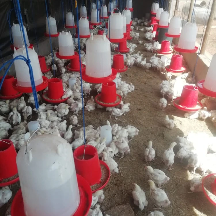 Plastic Poultry Animal Feeders and Drinker Manual Chicken Feeder Bird Feeders