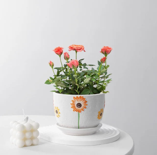 Contemporary Small Ceramic Flower Pot with Tray for Home Decor