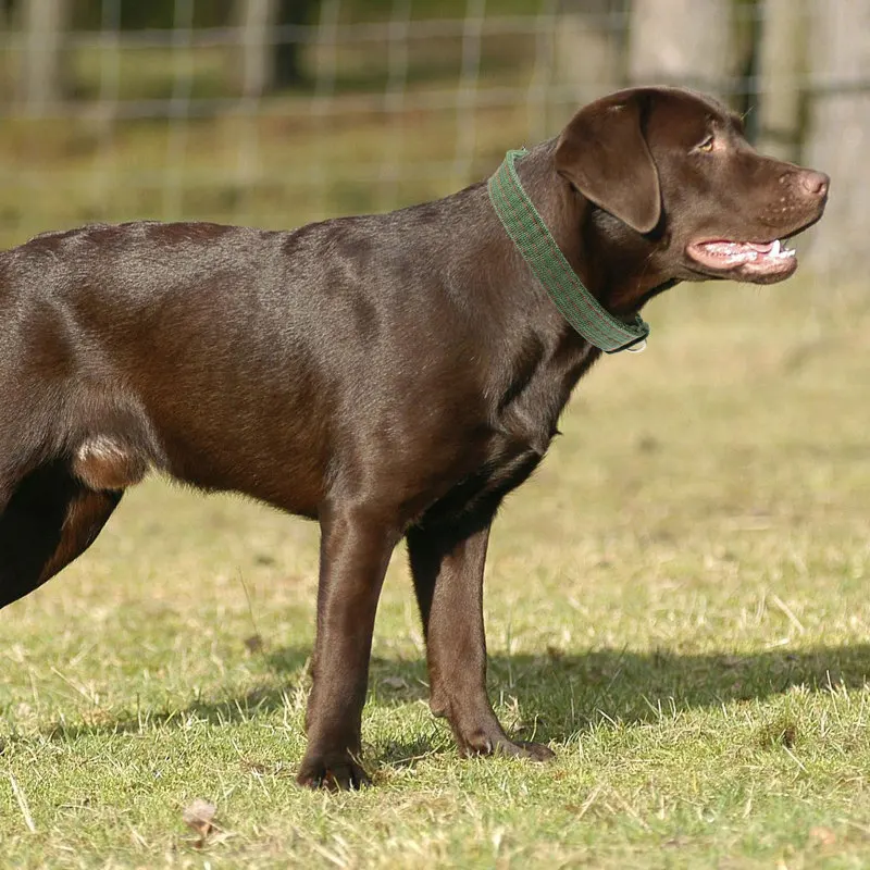 hundebett draußen Kurgo Loft Wander Hundebett Wasserdicht