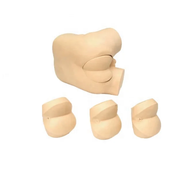 Comprehensive Simulator Abdominal Rectal Examination Simulator in Medical Teaching