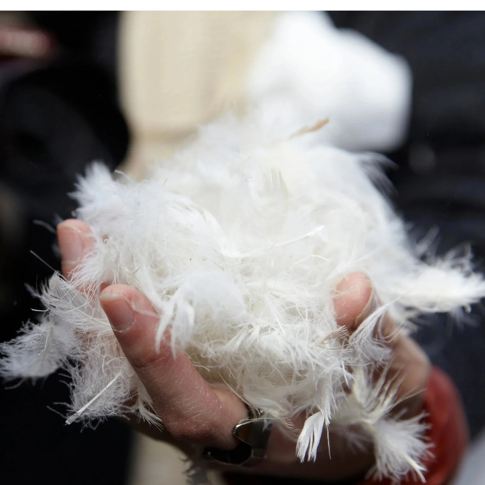 Premium Quality  Feathers and Down RDS Certificate 100% White Washed Duck Feather 2-4cm for Pillow,Duvet
