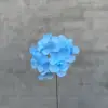 Singola ortensia-blu chiaro