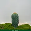 Colonne immortelle verte épaisse 45cm