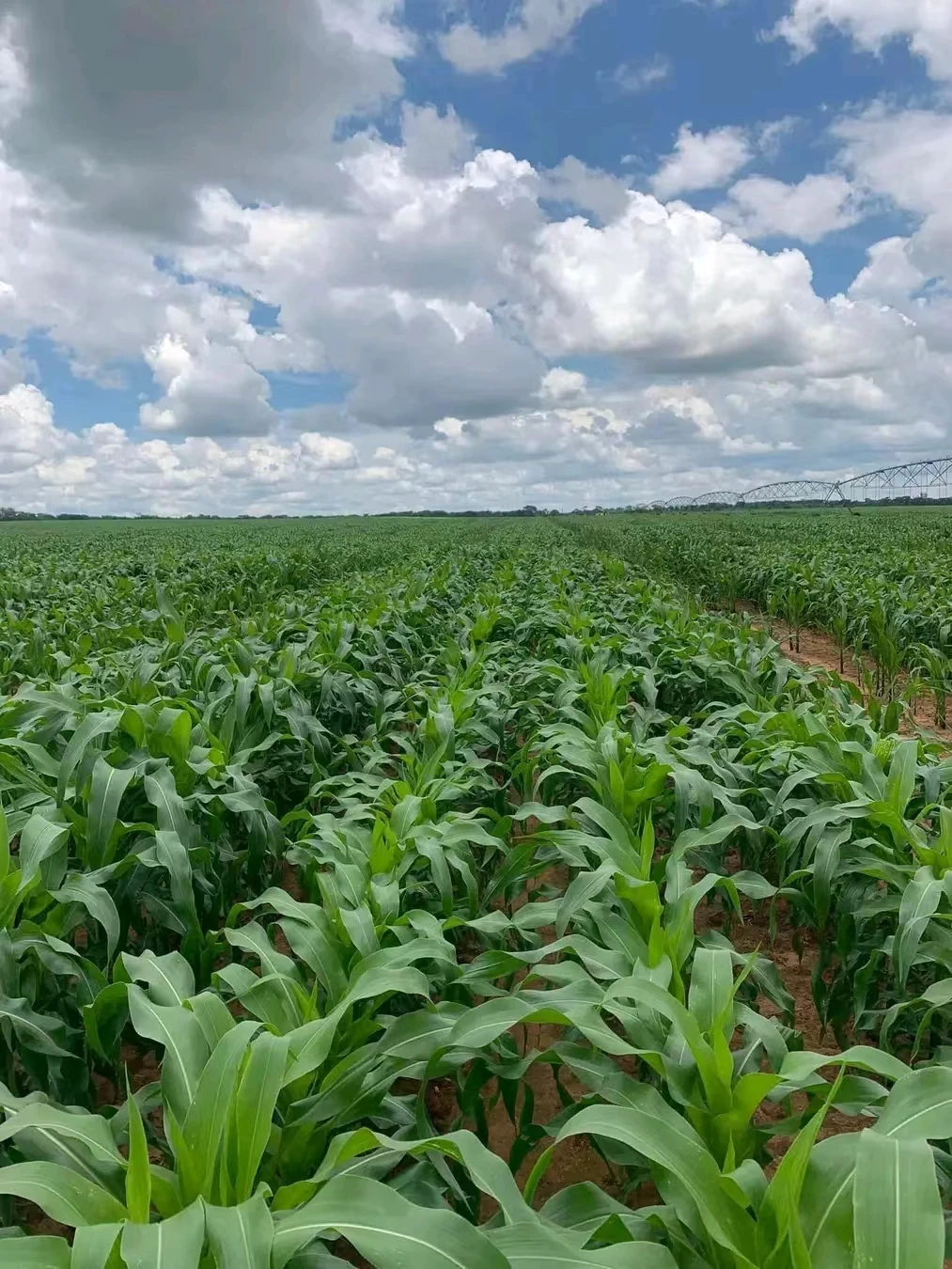 Compound Fertilizer NPK 15-15-15 Low Quality, Agriculture C Grade, Offwhite or Yellow Granular