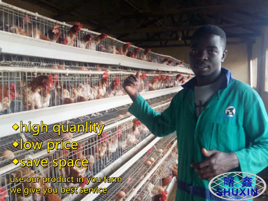 250 Birds Capacity Cage Kenya Layer Second Hand Chicken Cages For 2000 ...