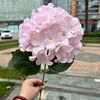 Ortensia coreana a stelo singolo
