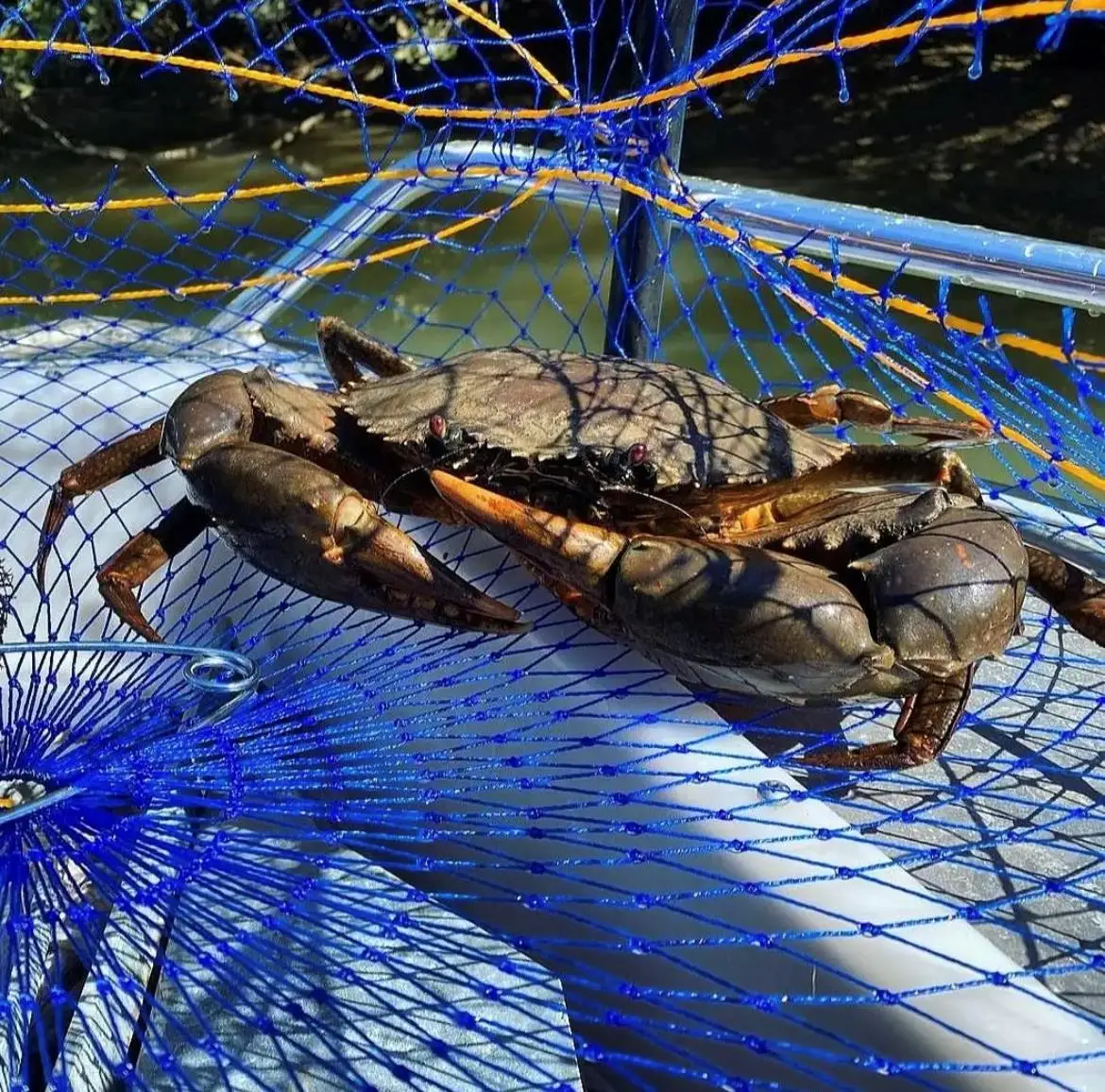 Factory Price Aquaculture Crab Traps Folding Fishing Nets Square