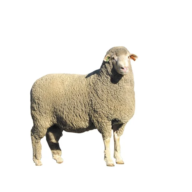 healthy live merino sheep/lambs/live goats,& friesian-holstein