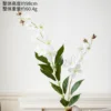 Golden Jasmine White